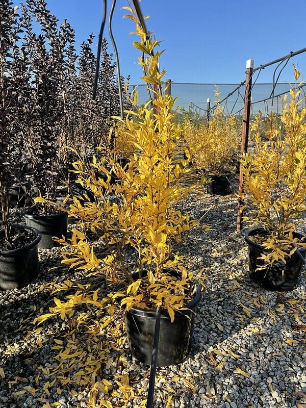 Punica 'Wonderful' Pomegranate 13" Pot