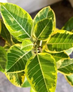 Close-up of a Ficus 'Lime Splice' Rubber Fig in its 10" pot, showcasing vibrant green leaves edged in yellow with prominent veins and a glossy texture.