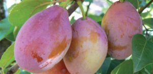 Three ripe Prunus 'Prune D'Agen' plums hang gracefully on a branch adorned with lush green leaves from a 10" pot.