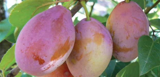 Three ripe Prunus 'Prune D'Agen' plums hang gracefully on a branch adorned with lush green leaves from a 10" pot.