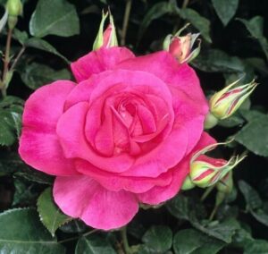 Rose 'Manou Meilland'
