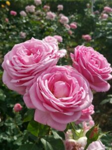 A close-up of three blooming pink roses with lush petals in a garden setting showcases the beauty of the Rose 'My Hero' PBR Bush Form. Other roses and greenery are visible in the blurred background, creating a vibrant tapestry.