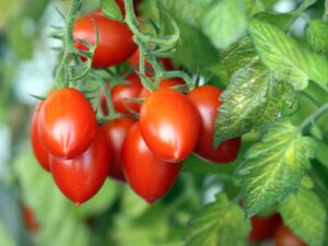 A close-up of ripe, red tomatoes clustered on a vine with green leaves, reminiscent of miniature 'Roma' tomatoes from the 'Tomato Roma' 4" Pot.