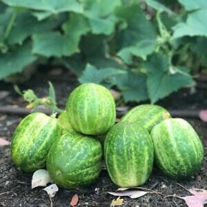 The 'Richmond Green' cucumbers, grown in a 4" pot, feature six round gourds with striped skins, resting on soil surrounded by verdant foliage.
