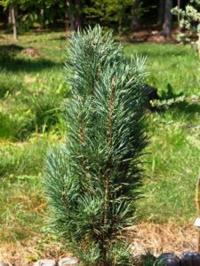 The Pinus 'Spaan's Slow Column' Scot's Pine in an 8" pot, with its dense green needles, stands gracefully in a grassy area against a softly blurred wooded background.