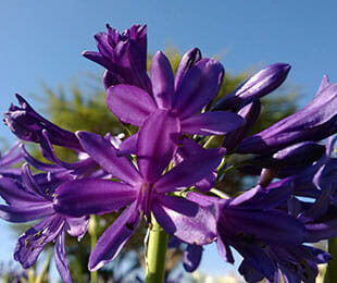A close-up of the vibrant Agapanthus 'Sugar Plum™' flowers in a 6" pot is set against a clear blue sky, with softly blurred greenery in the background.