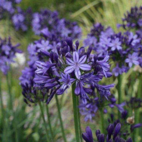 Close-up of purple Agapanthus 'Sugar Plum™' flowers with long green stems in a garden setting, capturing the vibrant hues akin to those in an Agapanthus 'Sugar Plum™' 6" Pot arrangement.