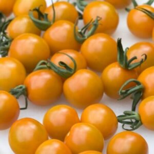 The fresh look of small, round orange tomatoes with green stems on a white surface mirrors the appeal of a 'Tomato Orange Cherry' plant in a 4" pot.