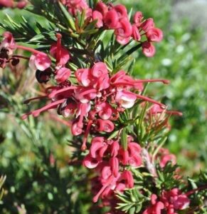 Close-up of a Grevillea 'Tuckers Dwarf' 6" Pot, highlighting curly pink and red flower clusters amidst needle-like green leaves.