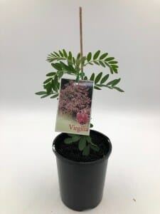 A young Virgilia 'Cape Lilac' Tree is housed in a sleek black 6" pot, complete with a descriptive tag displaying the mature tree adorned with pink flowers.