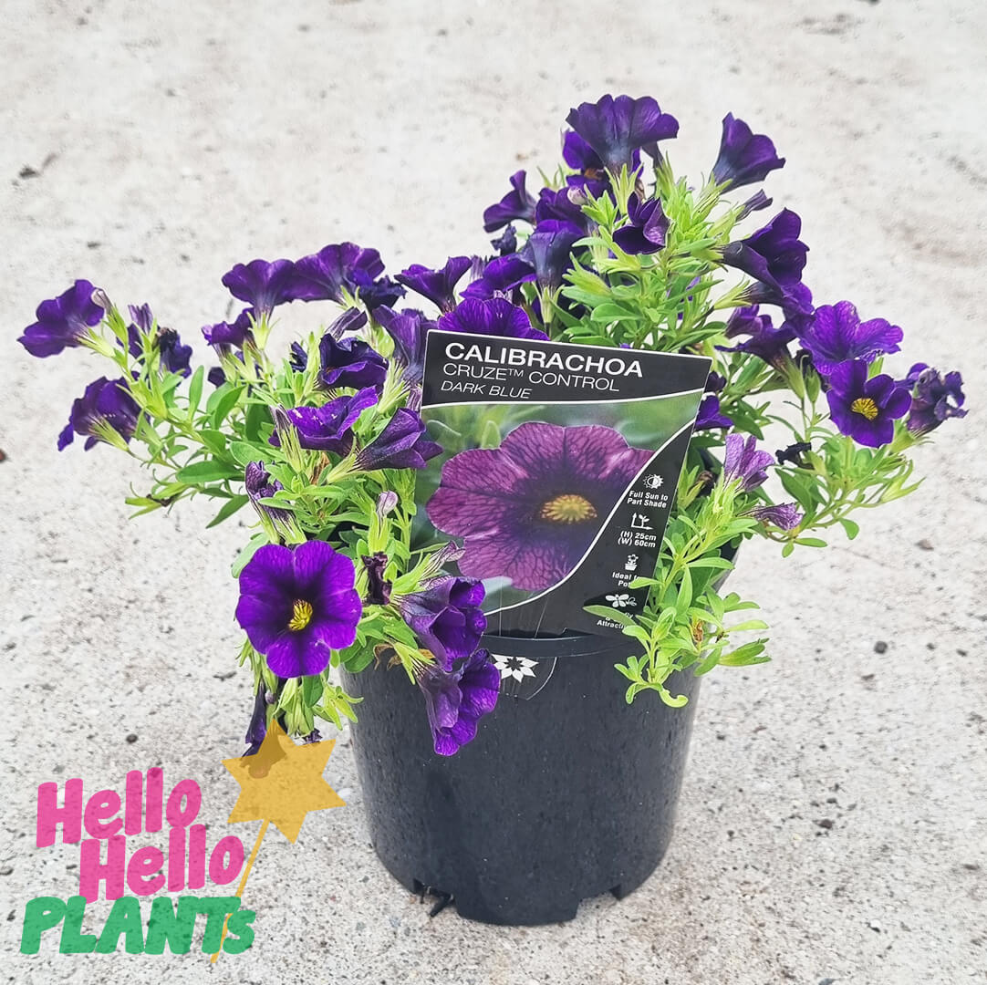 Calibrachoa 'Purple' 6" Pot