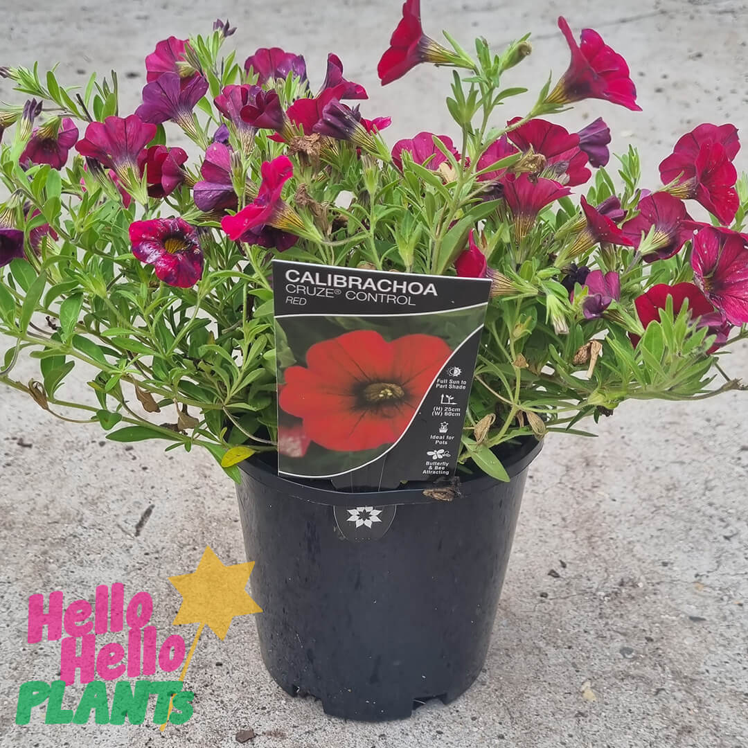 Calibrachoa 'Red' 6" Pot