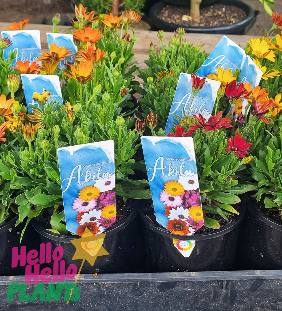 Osteospermum 'Akila Canyon Mix' African Daisy 6" Pot