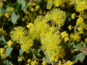 Close-up of Acacia 'Little Nugget', highlighting its bright yellow, spherical fluffy blossoms and small buds nestled among lush green foliage.