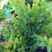 Close-up of dense, leafy green Acacia 'Little Nugget' plant, featuring small, pointed leaves with a blurred background of lush greenery.