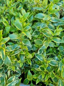Close-up of dense, overlapping foliage texture featuring lush green leaves with yellow edges from Abelia 'Lime Splice'.