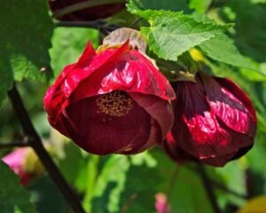 Red flower buds with textured petals and visible stamens of Abutilon 'Nabob' bloom against leafy green in a charming 6" pot.