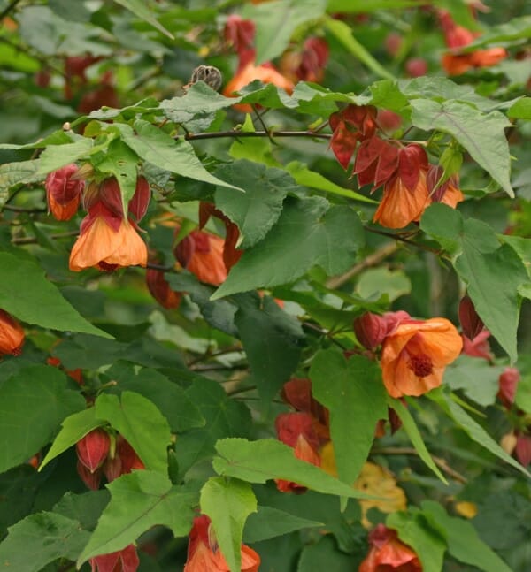 Abutilon 'Orange' 6" Pot features clusters of orange, bell-shaped flowers and broad green leaves in a bushy form.