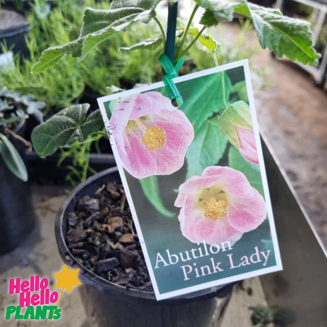 Abutilon 'Pink'