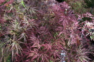 Close-up of Acer 'Brocade' Japanese Maple foliage in a 13" pot, highlighting red and green laceleaf's intricate, delicate leaves.