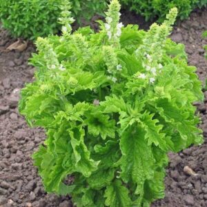 A thriving Basil 'Green Ruffles' in a 4" pot adds elegance to a garden bed with its lush serrated leaves and delicate small white flowers.