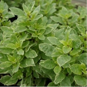 Close-up of lush green oregano plants with dense, oval leaves, showcasing a healthy appearance ideal for combining with Basil 'Pesto' 4" Pot for homemade pesto.