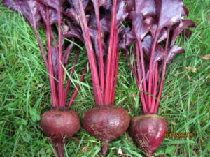 Three beetroots, reminiscent of the vibrant Beetroot 'Bull's Blood', with long stems and leaves, rest gracefully on the grass.