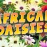 A colorful bed of African Daisy blooms in white, yellow, pink, and purple with the text "African Daisies" overlaid.