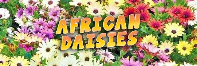 A colorful bed of African Daisy blooms in white, yellow, pink, and purple with the text "African Daisies" overlaid.