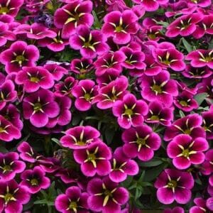 Close-up of vibrant purple Calibrachoa Cabaret® 'Goodnight Kiss' flowers with yellow centers, surrounded by lush green leaves, blooming beautifully in a 6" pot.