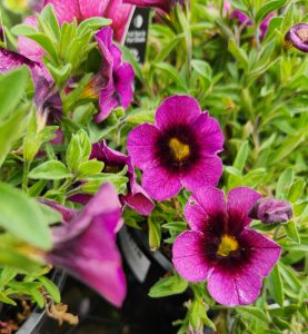 Close-up of vibrant magenta Calibrachoa Cruze™ 'Grape Delicious' flowers with dark centres and lush green leaves in a 6" pot.