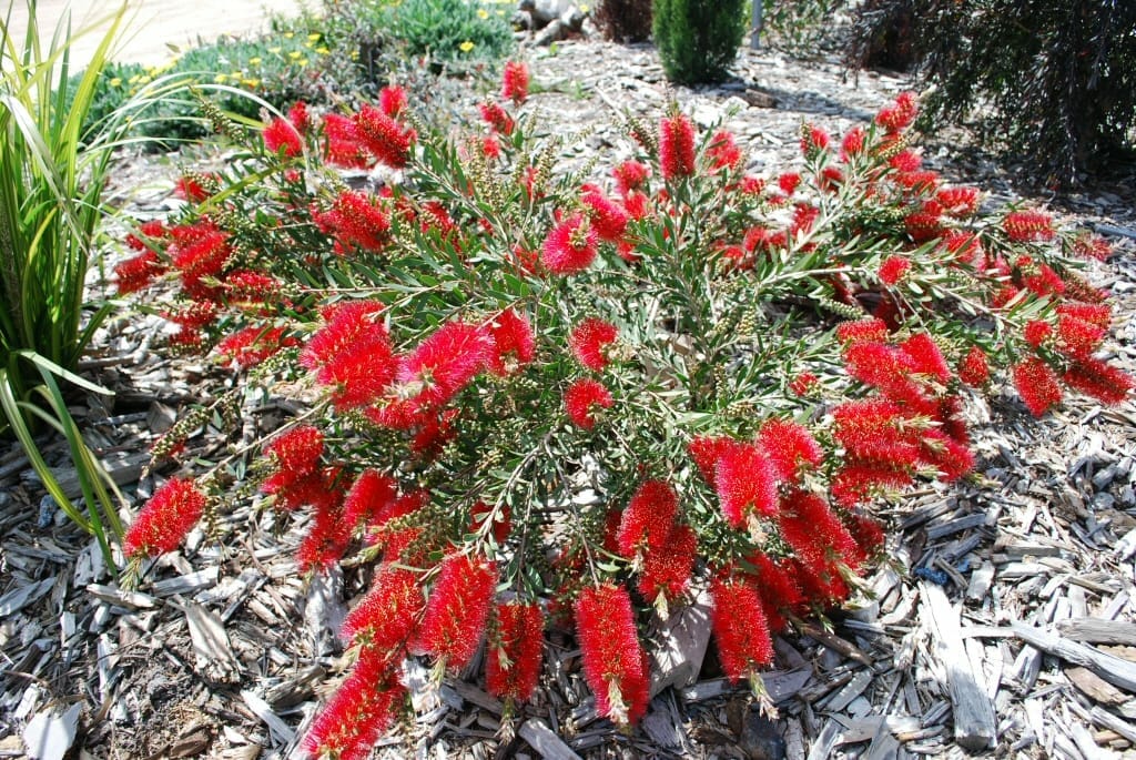 The Callistemon 'Firebrand' Bottlebrush 6" Pot features masses of bright red, brush-like flowers and thrives in a mulched garden bed.