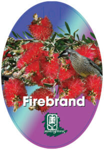 Oval label for Callistemon 'Firebrand' Bottlebrush 6" Pot, showcasing vivid red flowers, green foliage, a brown bird, and "Firebrand" in bold white at the bottom—perfect accent for your pot display.