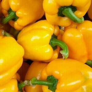 A vibrant display of Capsicum 'Californian Golden' peppers, complete with crisp green stems, is available in a 4" pot.