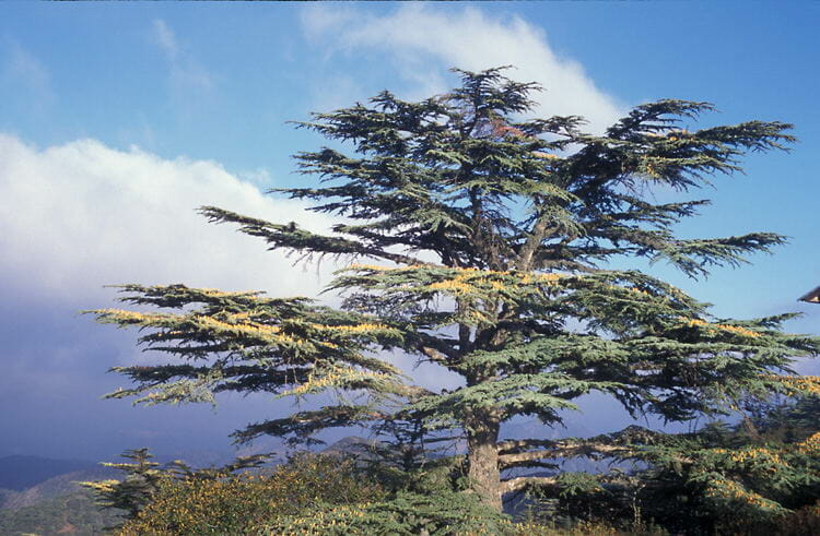 Cedrus 'Cyprian Cedar' 10" Pot