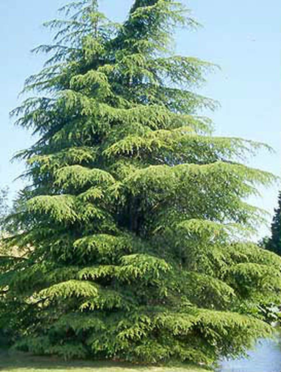Cedrus 'Cyprian Cedar' 10" Pot