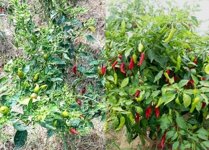 Two Capsicum 'Punjab' Chilli Pepper plants in 4" pots: one with small green peppers and the other with larger ripe red and green peppers, both accented by vibrant foliage.