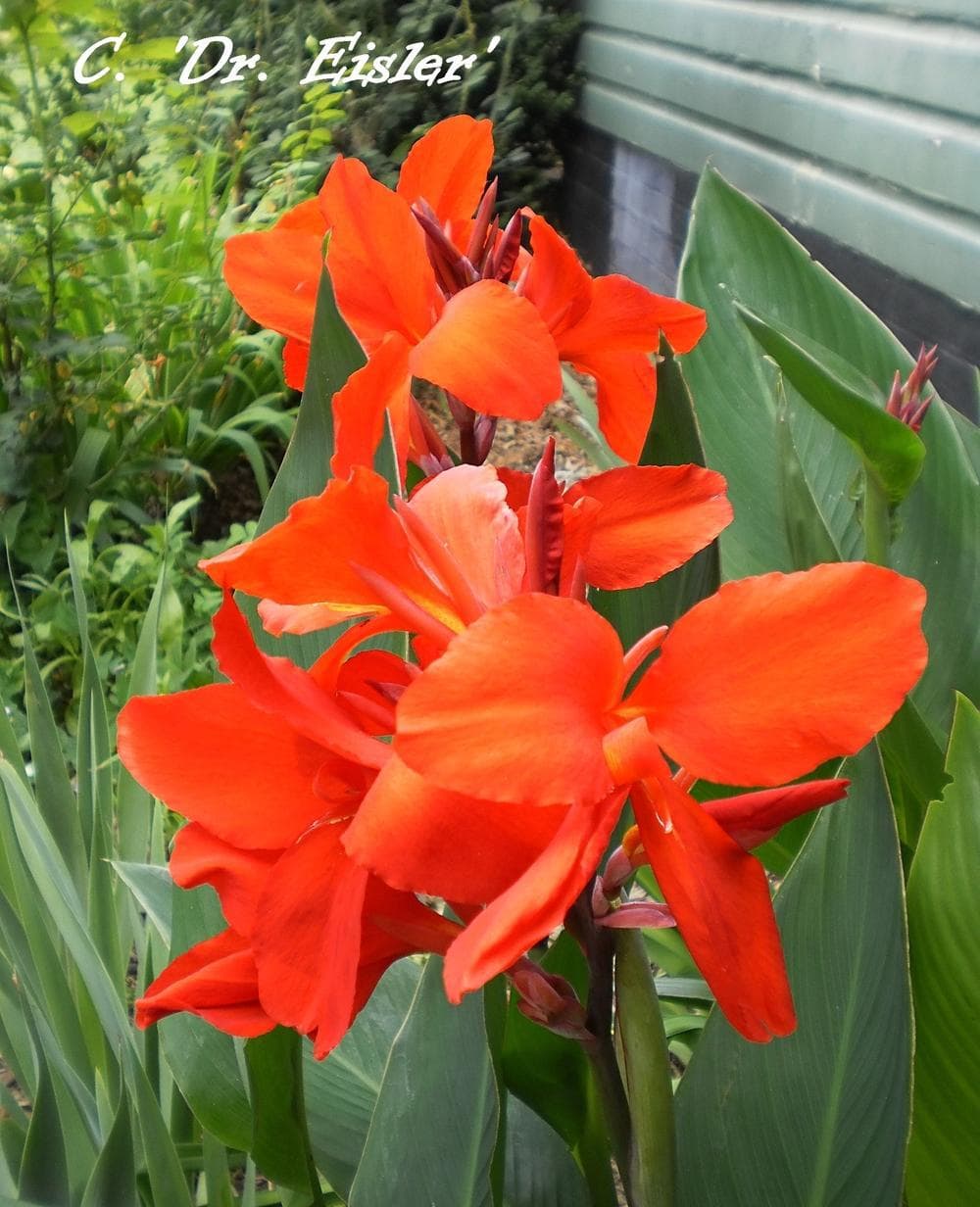 Canna Lily 'Dr Eisler' 6" Pot features vibrant orange-red blooms that stand out among lush green leaves, ideal for brightening up spaces by the building.
