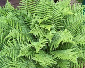 Close-up of lush green Dryopteris 'Male Fern' leaves with detailed fronds, nestled in a 6" pot.