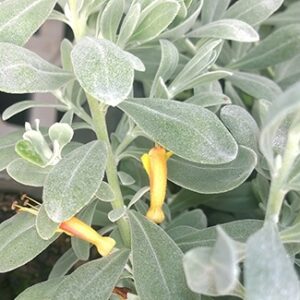 A close-up of the Eremophila 'Blue Horizon™' in a 6" pot reveals its elongated, soft green leaves adorned with small, yellow trumpet-shaped flowers, exuding tranquility.