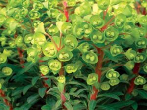 Euphorbia 'Redwing'™ features clusters of small, cup-shaped leaves and vibrant red stems in a 6" pot.