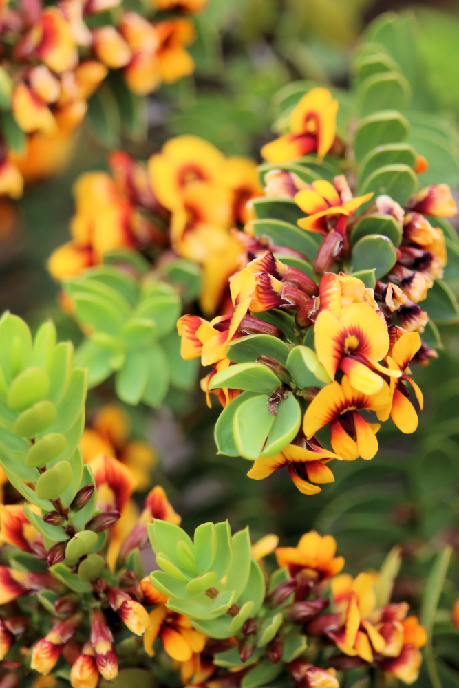 Close-up of bright yellow and orange Eutaxia 'Bacon and Egg Plant' flowers with green oval leaves, perfect for growing in a 6" pot in a natural outdoor setting.