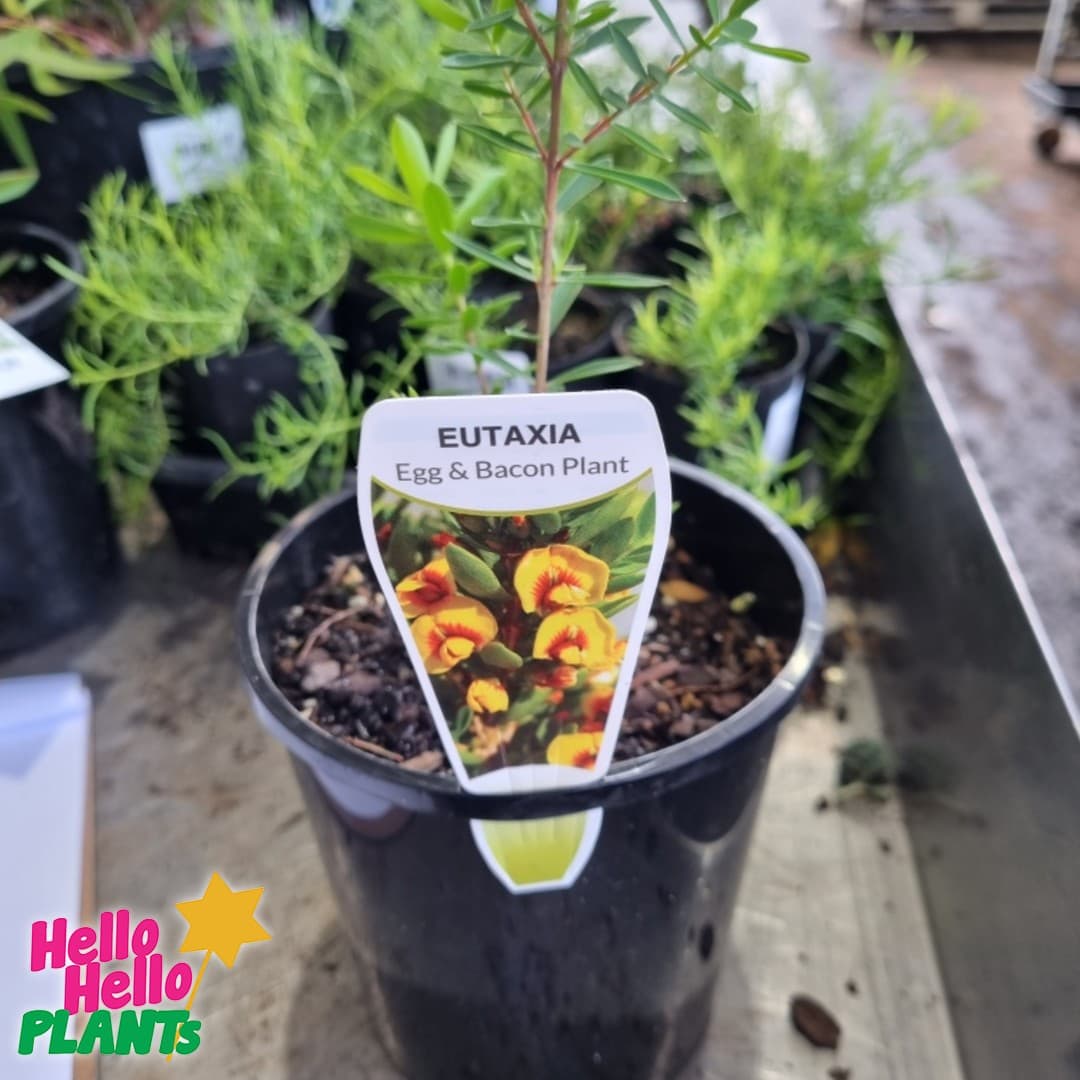 Eutaxia obovata 'Bacon and Egg Plant' 6" Pot