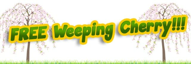 Banner with the text "FREE Weeping Cherry!!!" in bold yellow-green letters, flanked by two illustrated weeping cherries adorned with vibrant pink blossoms.