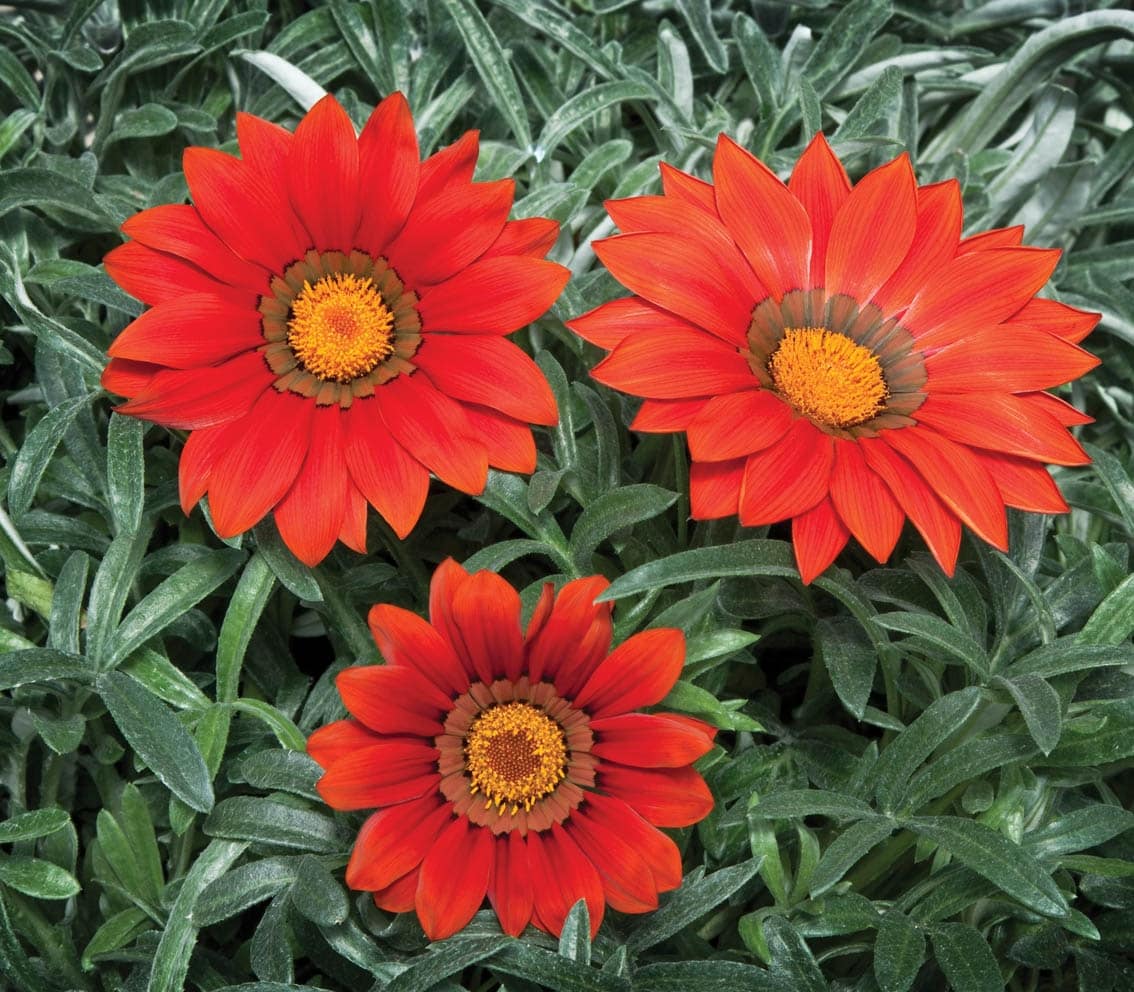 Three bright Gazania 'Kiss™ Frosty Red' flowers with yellow centers bloom amid dense green leaves in a 6" pot.