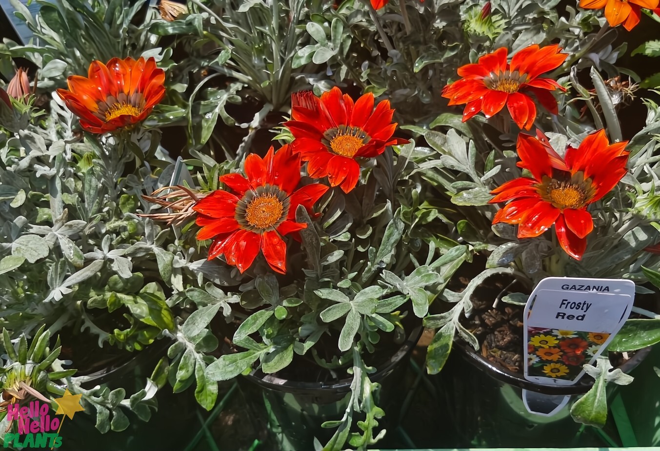 Gazania 'Kiss™ Frosty Red' in 6" pots features vibrant red flowers with silver-green foliage.