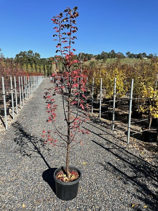 Malus trilobata 'Lebanese' Crab Apple 13" Pot