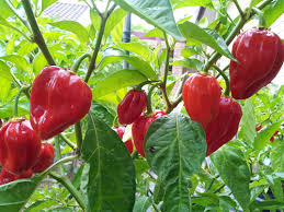 Capsicum 'Habanero Red' Chilli, known for its fiery heat, grows in a 4" pot with lush green foliage, making it a vibrant addition to any outdoor garden.