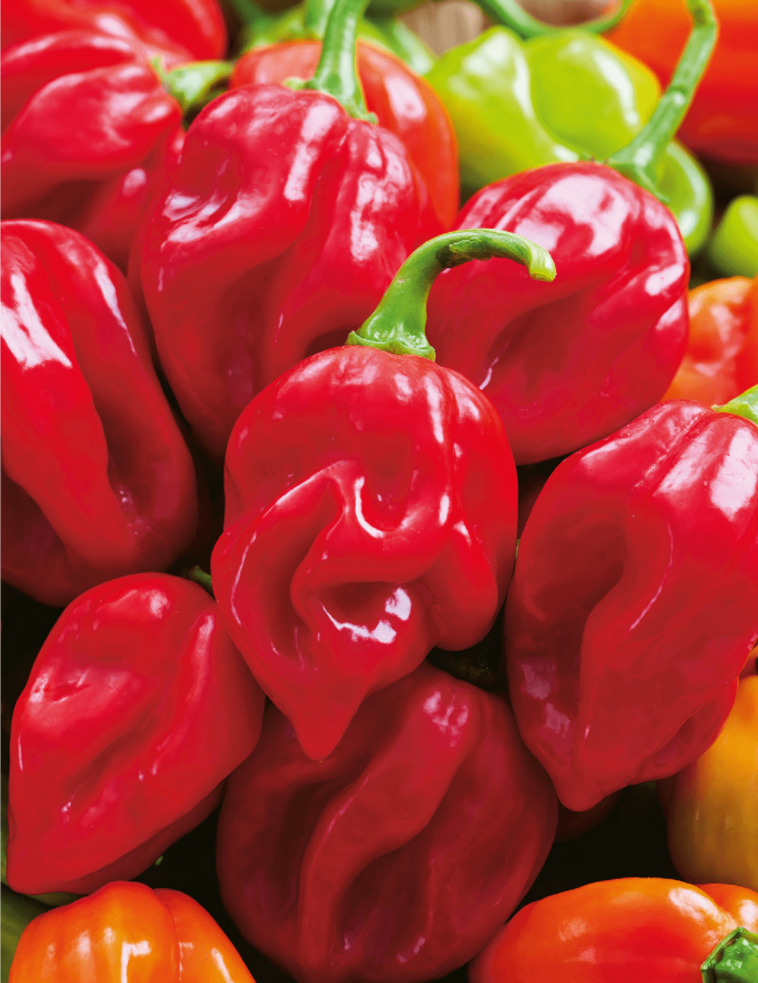 A vibrant display of Capsicum 'Habanero Red,' with shiny red and green peppers in a 4" pot, captures the fiery essence of chilli and showcases their spicy allure.