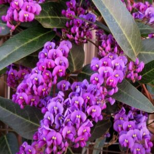 Hardenbergia 'Regent' PBR 6" Pot features vibrant purple and magenta flowers amid dense green foliage.